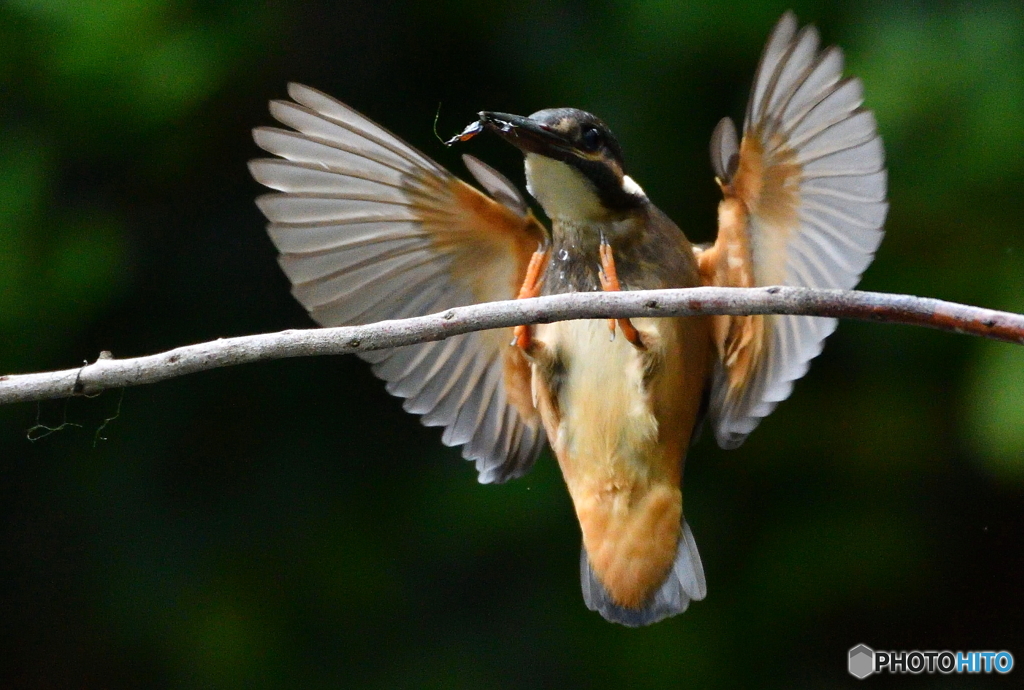 タッチダウン！