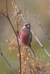 カメラ目線のベニマシコ君