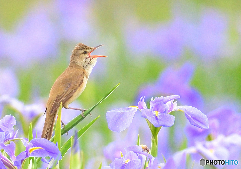 花菖蒲にオオヨシキリ㉚