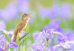 花菖蒲にオオヨシキリ㉚