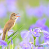 花菖蒲にオオヨシキリ㉚