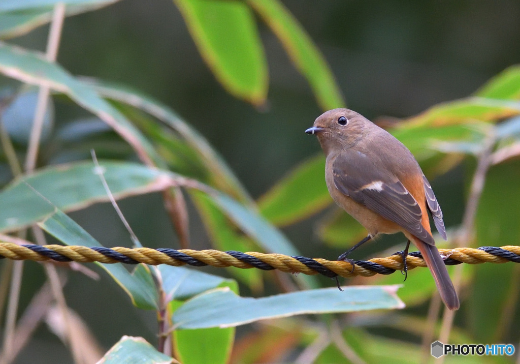 いつも強気なジョウビタキさん