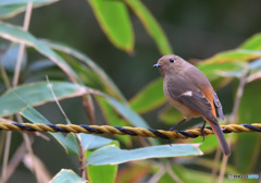 いつも強気なジョウビタキさん