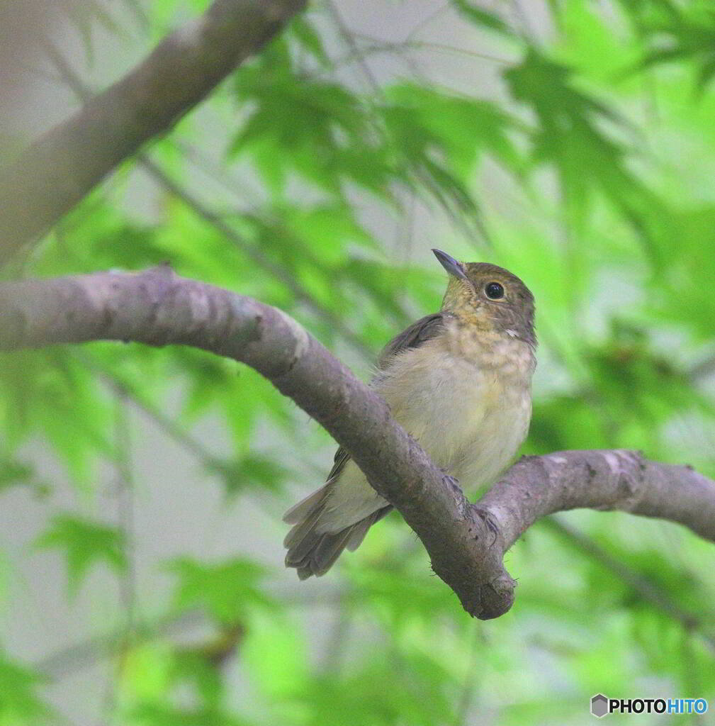 椛にキビタキ♀