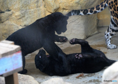 ジャガーの兄弟Ⅱ