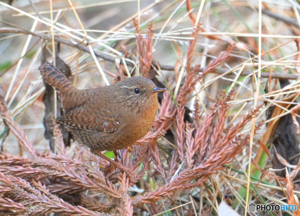 在庫のミソサザイ
