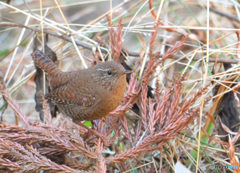 在庫のミソサザイ