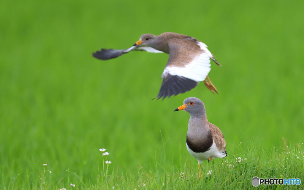 ケリの番かな？