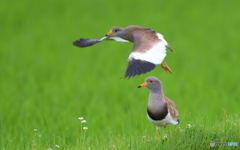 ケリの番かな？