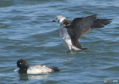 初めてのコオリガモ