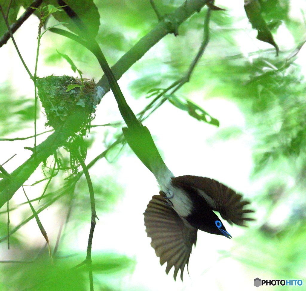 ひらりサンコウチョウ