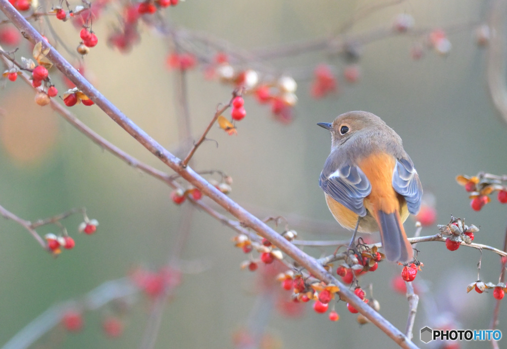 黄昏ジョウビタキ