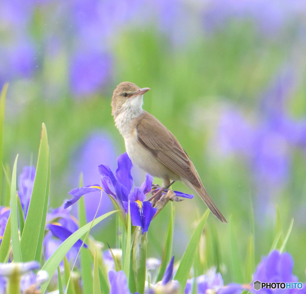 在庫のオオヨシキリ⑱