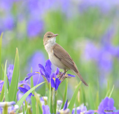 在庫のオオヨシキリ⑱