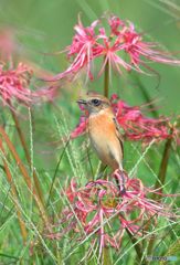 彼岸花にノビタキ⑪