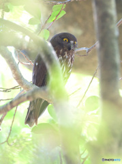 アオバズクの母