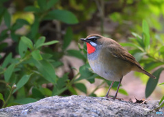 ふっくらノゴマくん