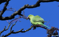 ワカケホンセイインコⅡ