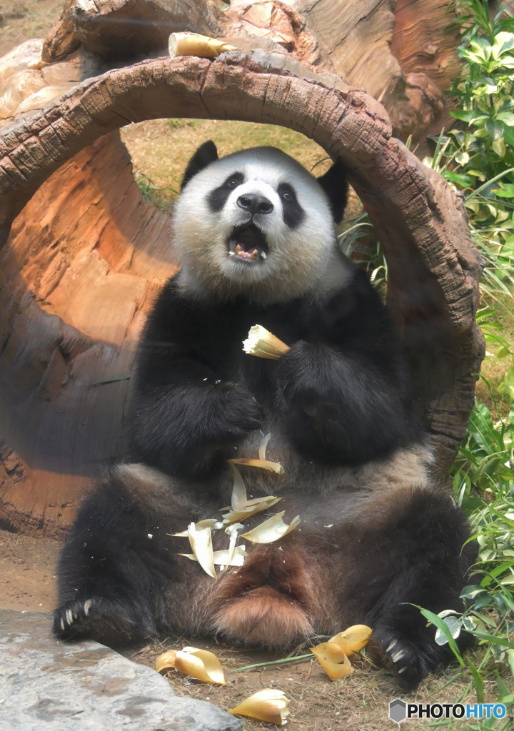 香港のパンダさん
