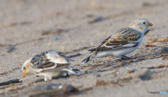 ユキホオジロのカップル④
