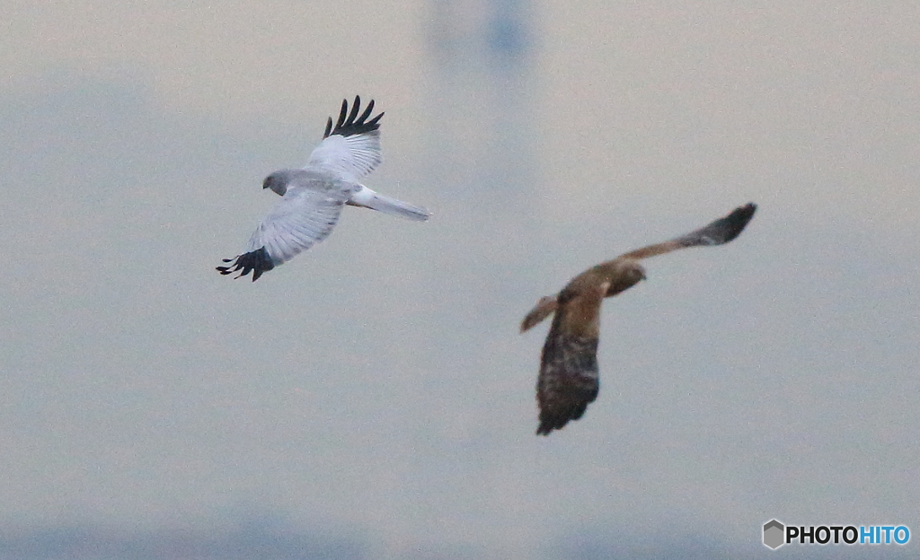 ダブルハイチュウ