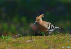 ローアングルからヤツガシラ