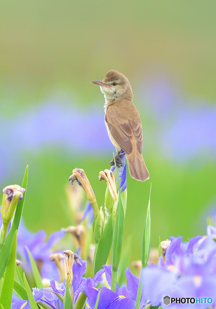 花菖蒲にオオヨシキリ⑦