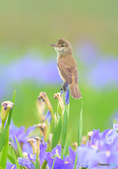花菖蒲にオオヨシキリ⑦