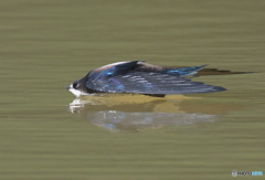 ハリオアマツバメ⑬
