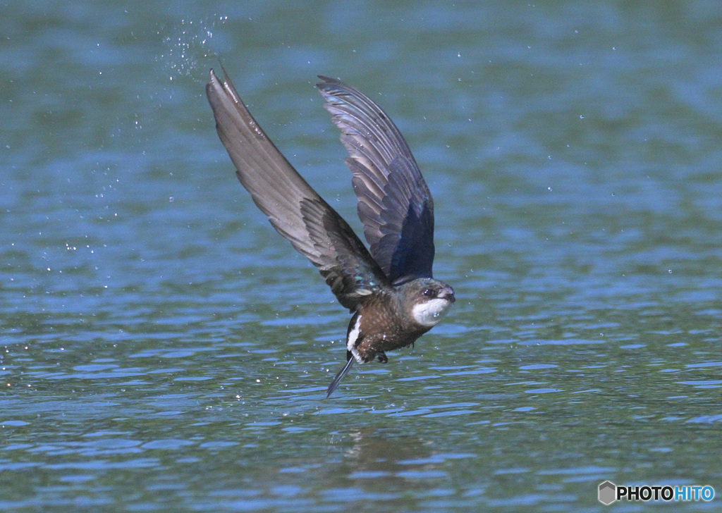 ハリオアマツバメ2022㉕