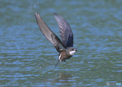 ハリオアマツバメ2022㉕