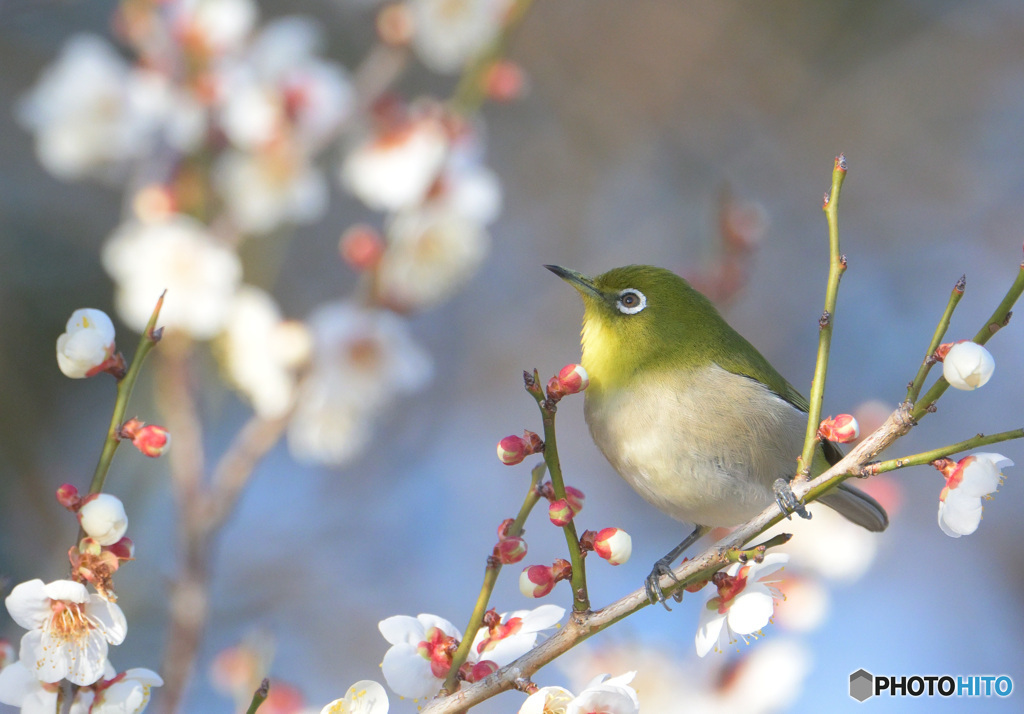 白梅にメジロⅡ