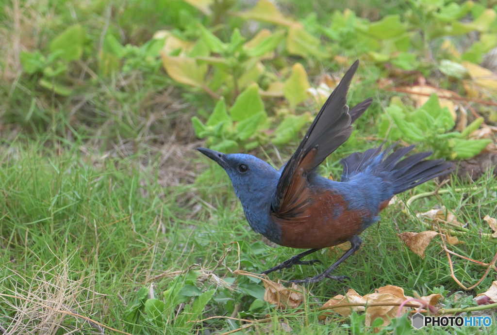 イソヒヨドリの飛び出し