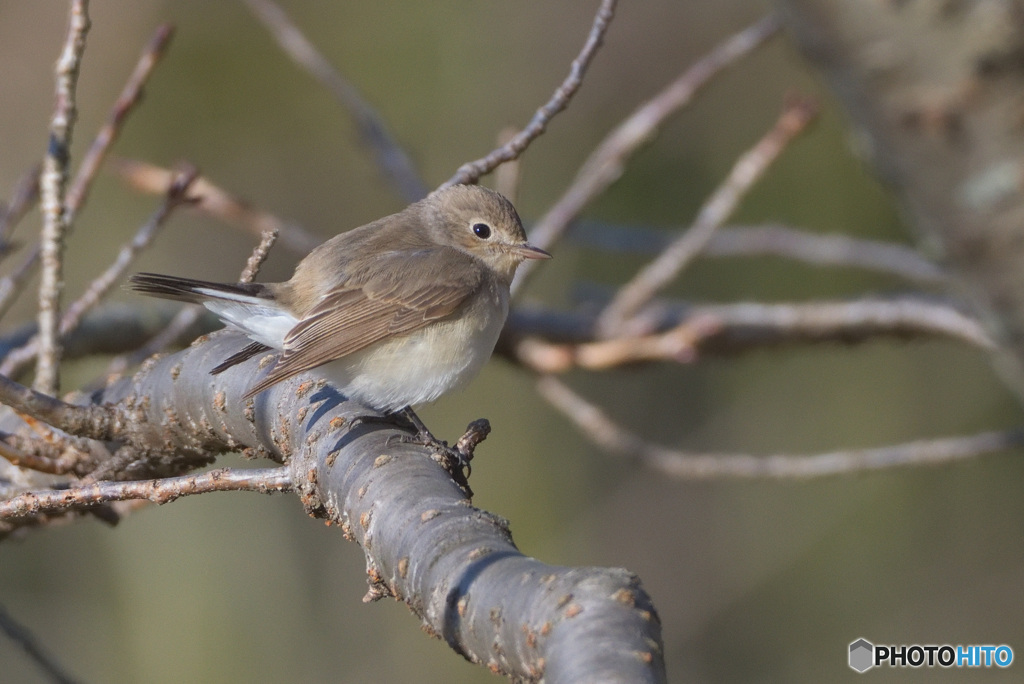 オジロビタキ2022②