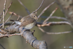 オジロビタキ2022②