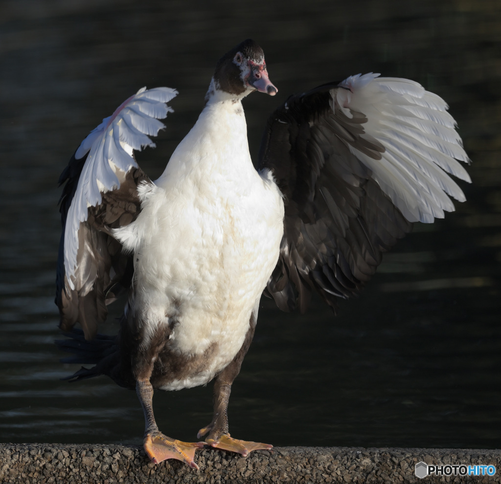 迷鳥バリケン⑧