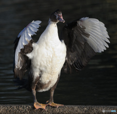 迷鳥バリケン⑧