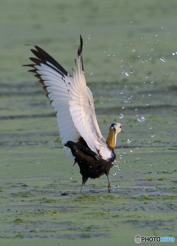 思い出のレンカクさんⅤ