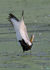 思い出のレンカクさんⅤ