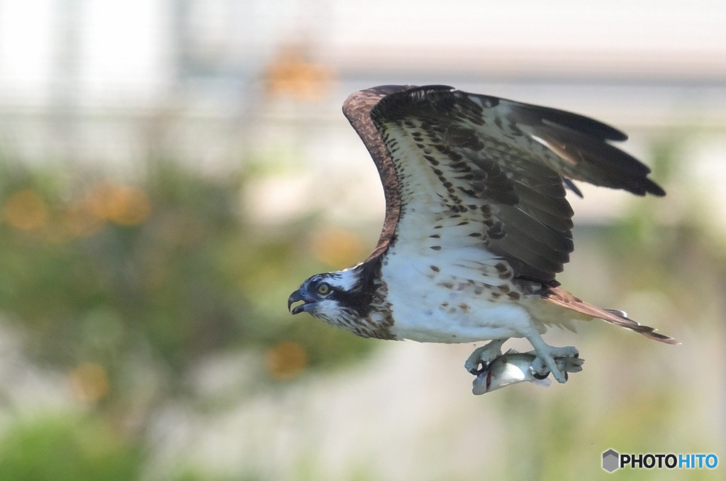 在庫のミサゴさん