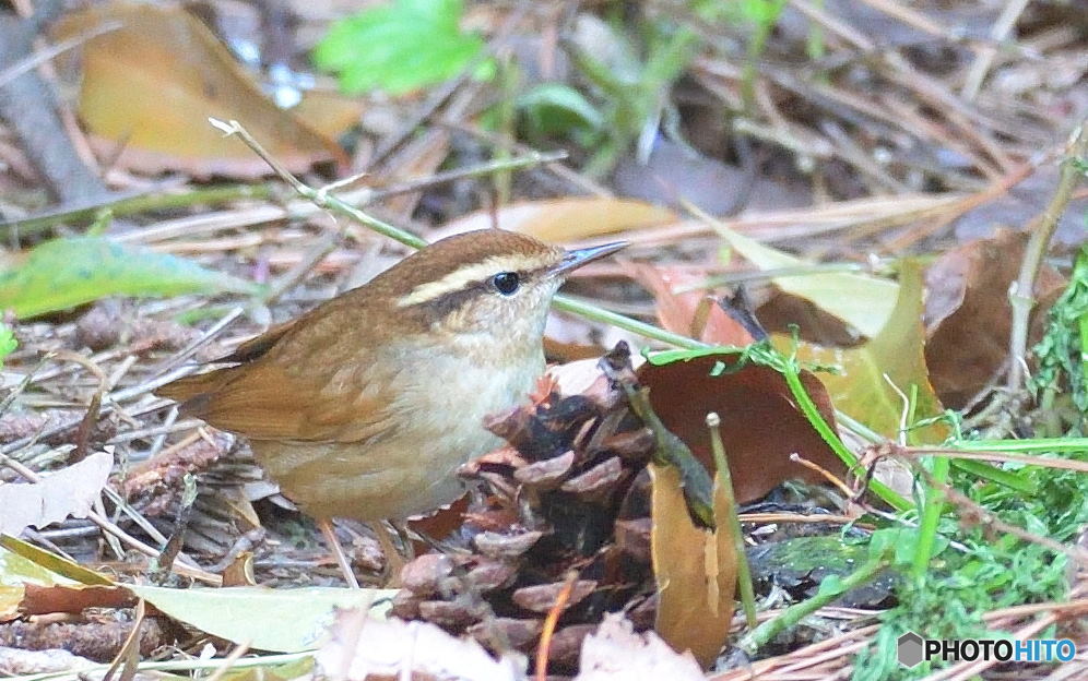 初めてのヤブサメ