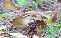 初めてのヤブサメ