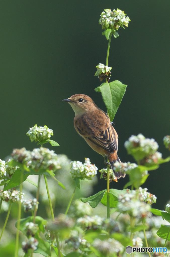 蕎麦にノビタキ