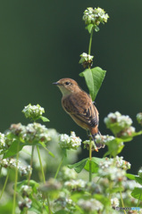 蕎麦にノビタキ