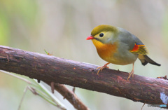 覗き込むソウシチョウ