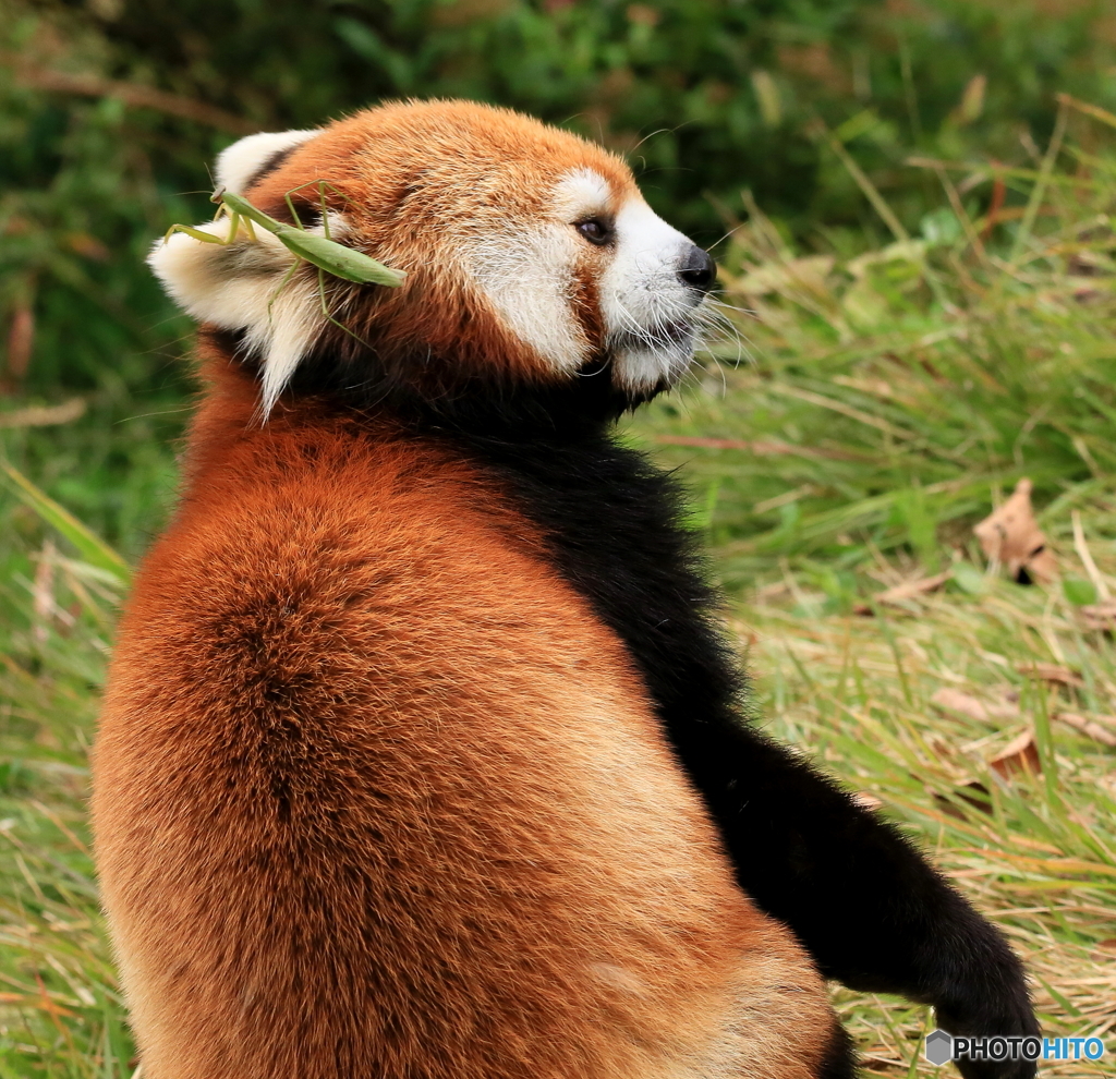 カマキリvsレッサーパンダ