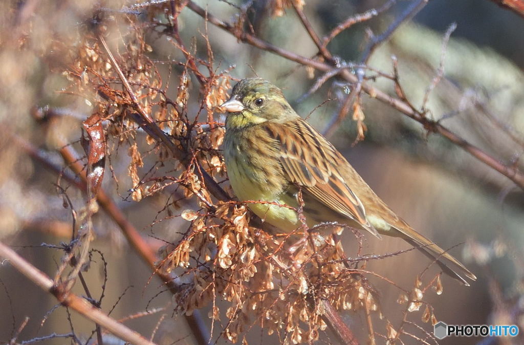 本日のアオジさん