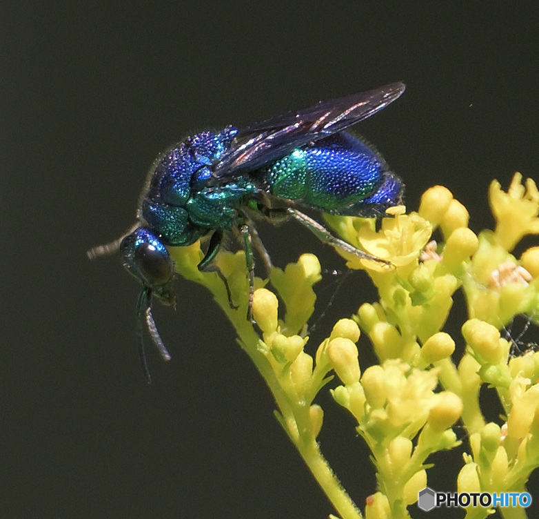 オオセイボウ⑦