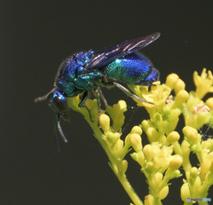 オオセイボウ⑦