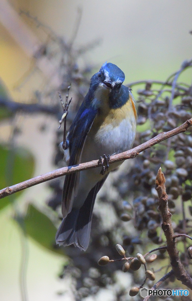 やあ、どうも！('ω')